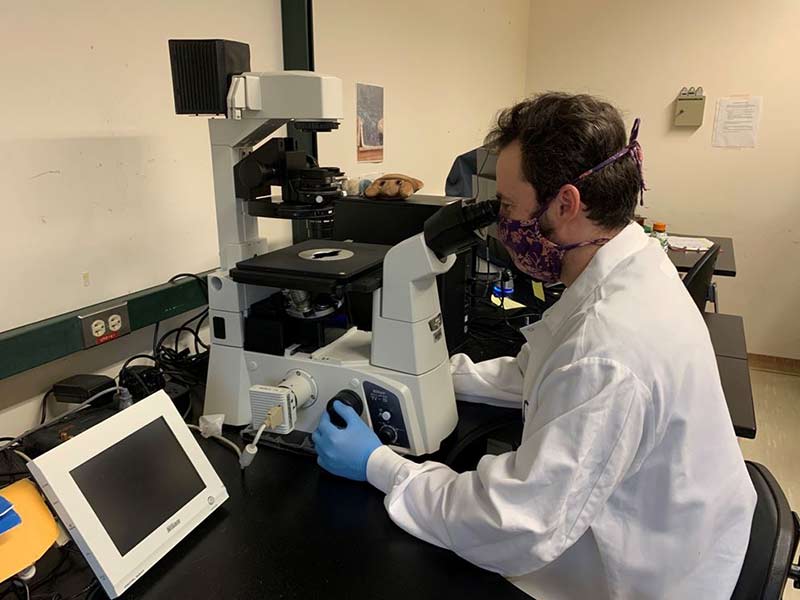 A microbiologist wearing a white laboratory coat and blue gloves looking into inverted microscope to detect parasites in wastewater at a black laboratory bench.