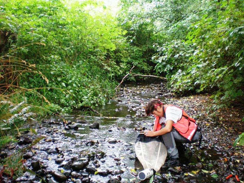 A scientist wearing a white shirt, grey waders, and an orange vest crouches in a wooded, rocky stream to collect a sample with a white and black net.