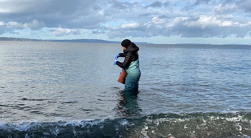 A scientist in blue hip waders and a dark, long-sleeved shirt is knee-deep in the waters of Puget Sound, putting a lid onto a sample bottle of water that was collected.