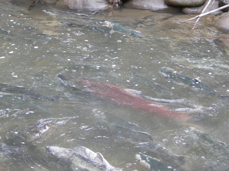 A reddish salmon swims underwater with several silver fish.