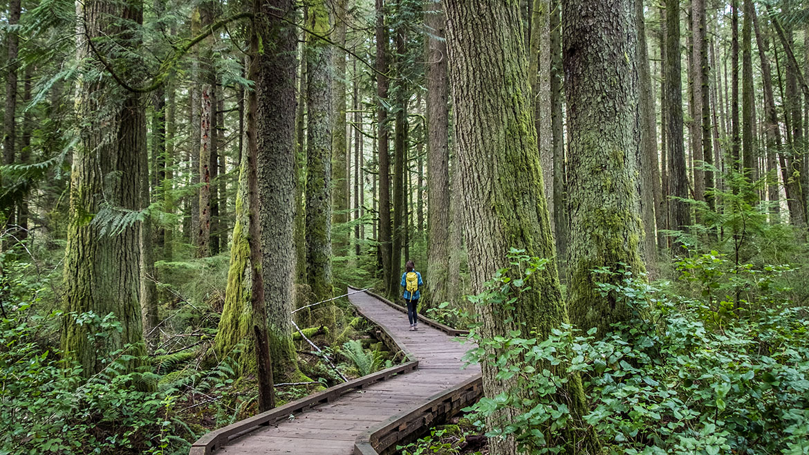 Hiker walking on grand ridge forest path