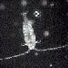 Microscope view of Diaptomus, an oval-shaped crustacean with very long antennae.