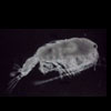 Microscope view of Epischura, a tiny crustacean with a narrow tail.