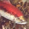 Underwater view of a sockeye salmon with a red back and silver belly.