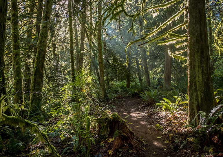 Trail through a mossy forest