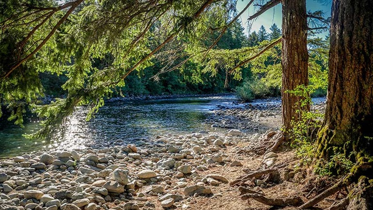 Big fir trees and river rock along a river