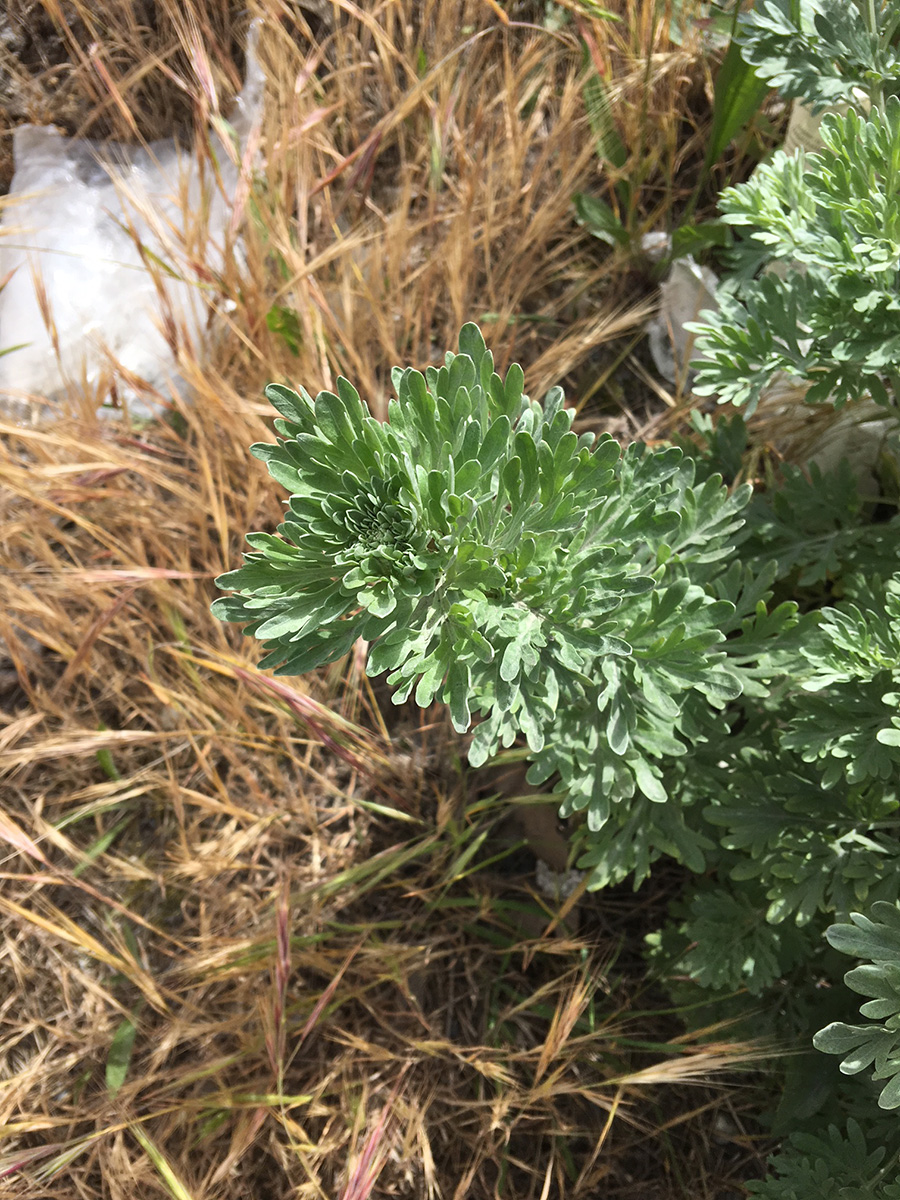 Absinth wormwood.