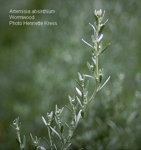 Absinth wormwood flowering stem. Photo by Henriette Kress.