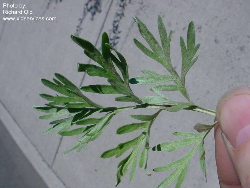 Absinth wormwood leaves. Photo by Richard Old.