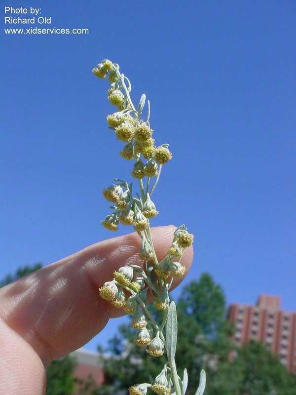Absinth wormwood flowers. Photo by Richard Old.