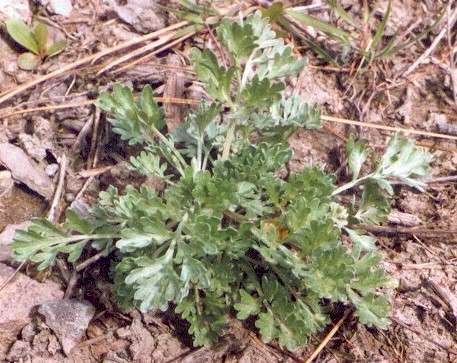 Young absinth wormwood.