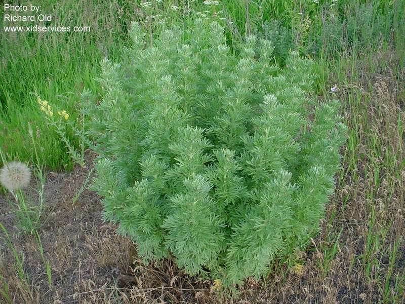 Mature, non-flowering absinth wormwood plant.