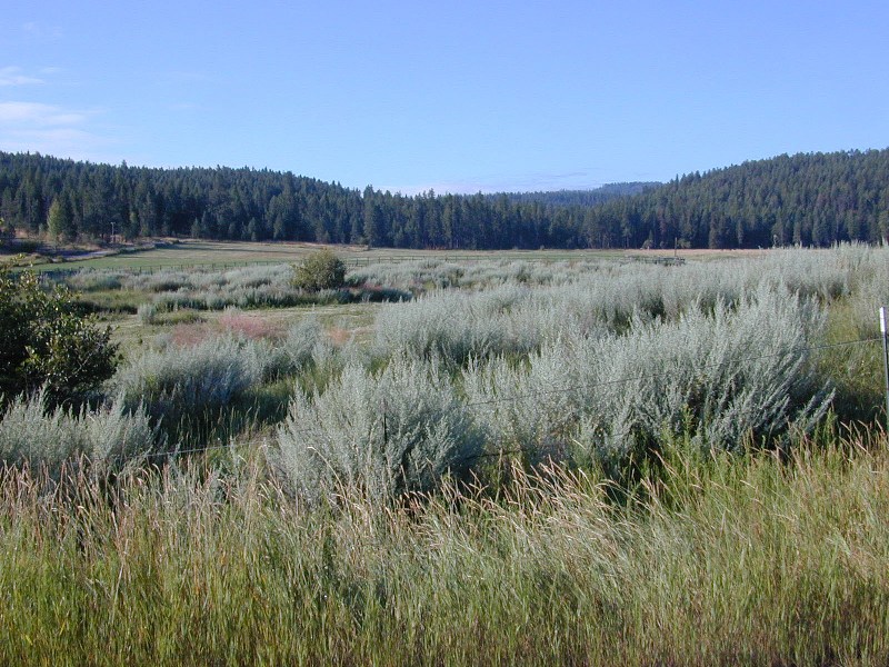 A field infested with absinth wormwood.