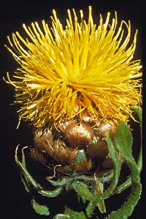 Bighead knapweed flower and bracts.