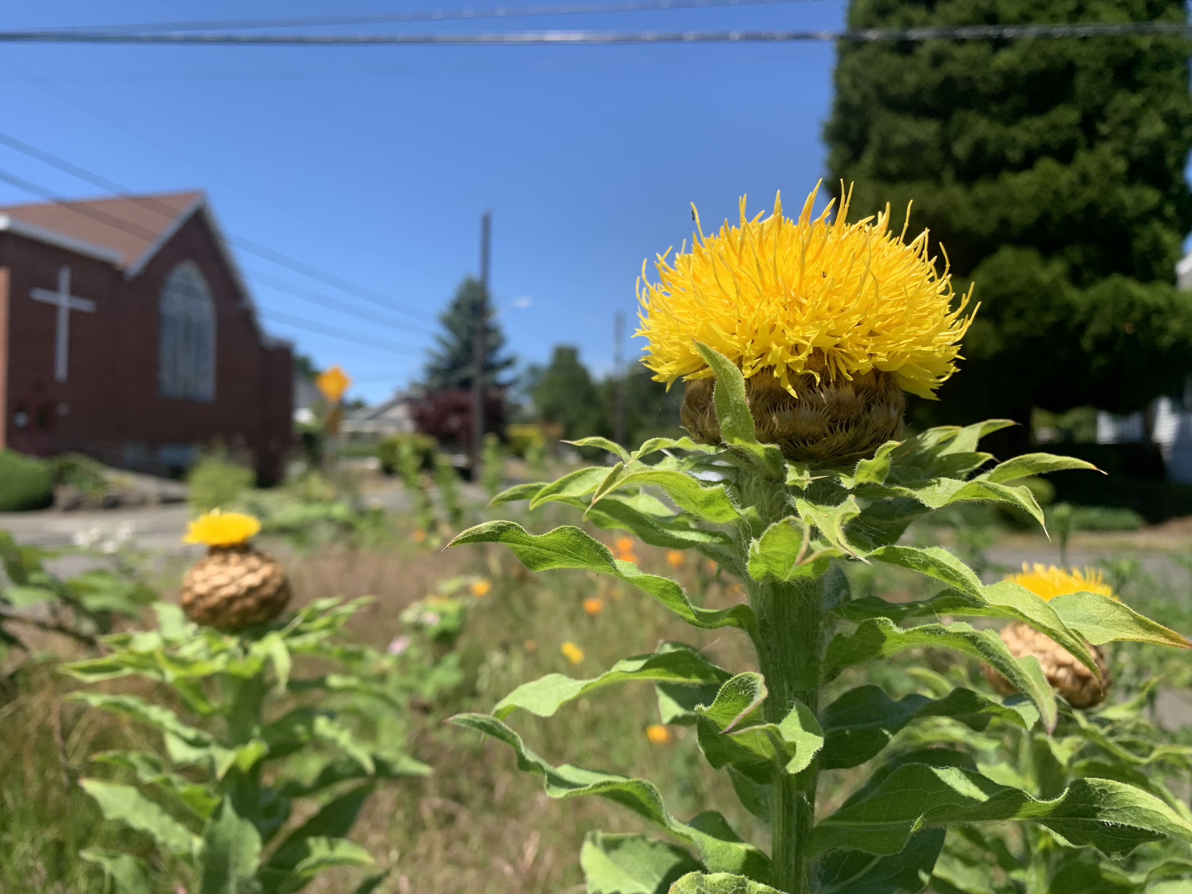 Bighead knapweed’s large, yellow flower and golden-brown, fringed bracts from the side and hairy leaves and stems.