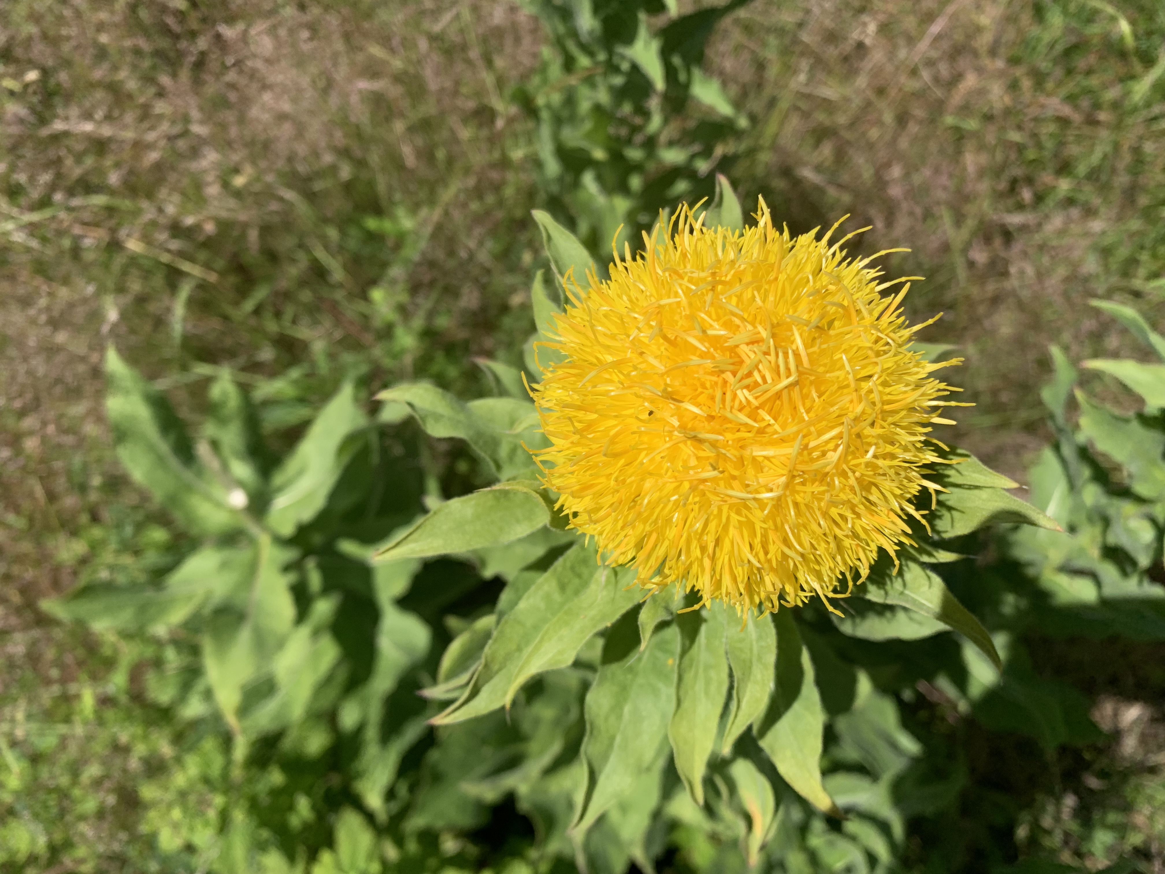 Bighead knapweed flower and lance-shaped leaves from the top of plant.