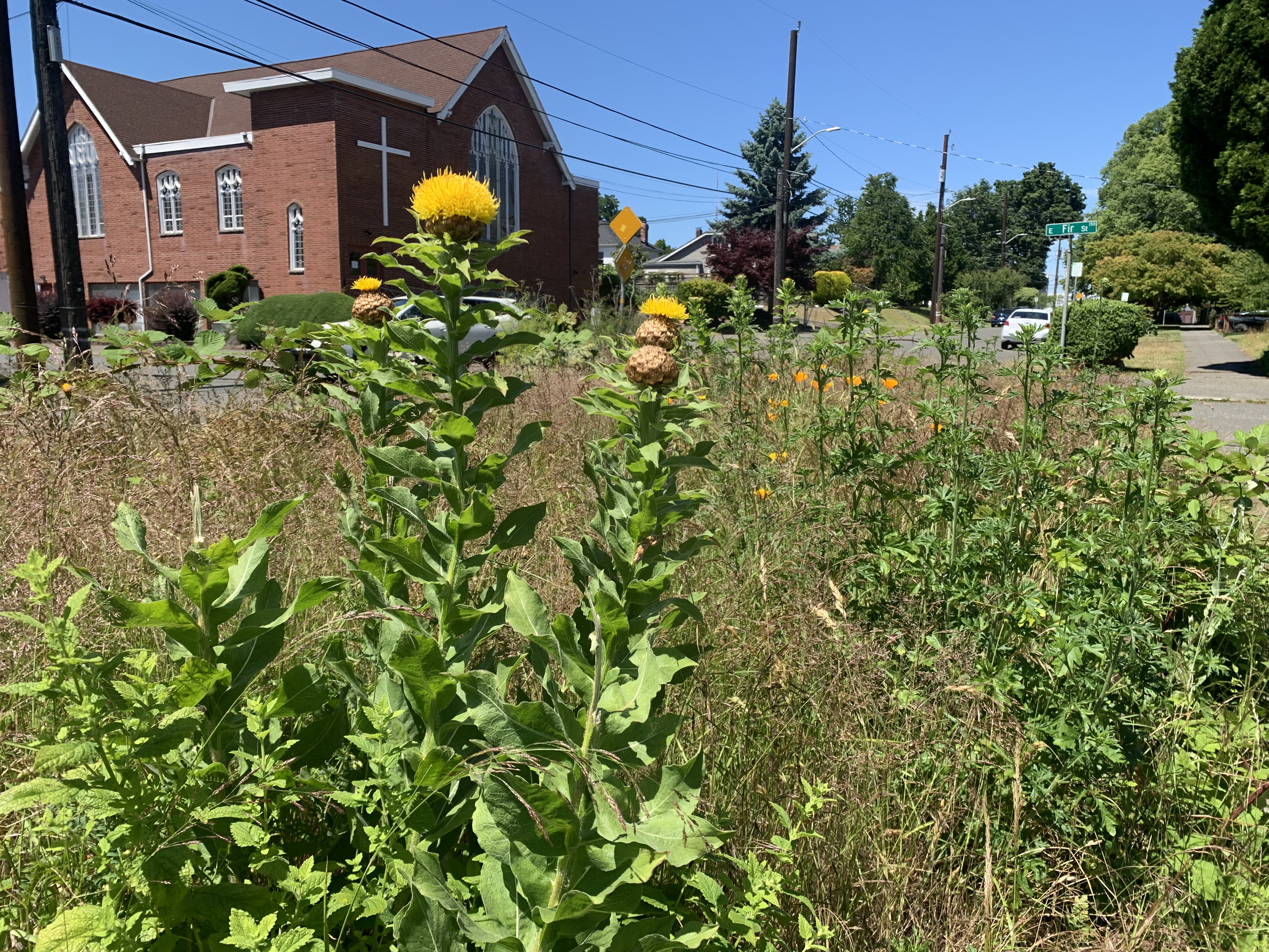 Flowering bighead knapweed in planting strip along Seattle sidewalk.