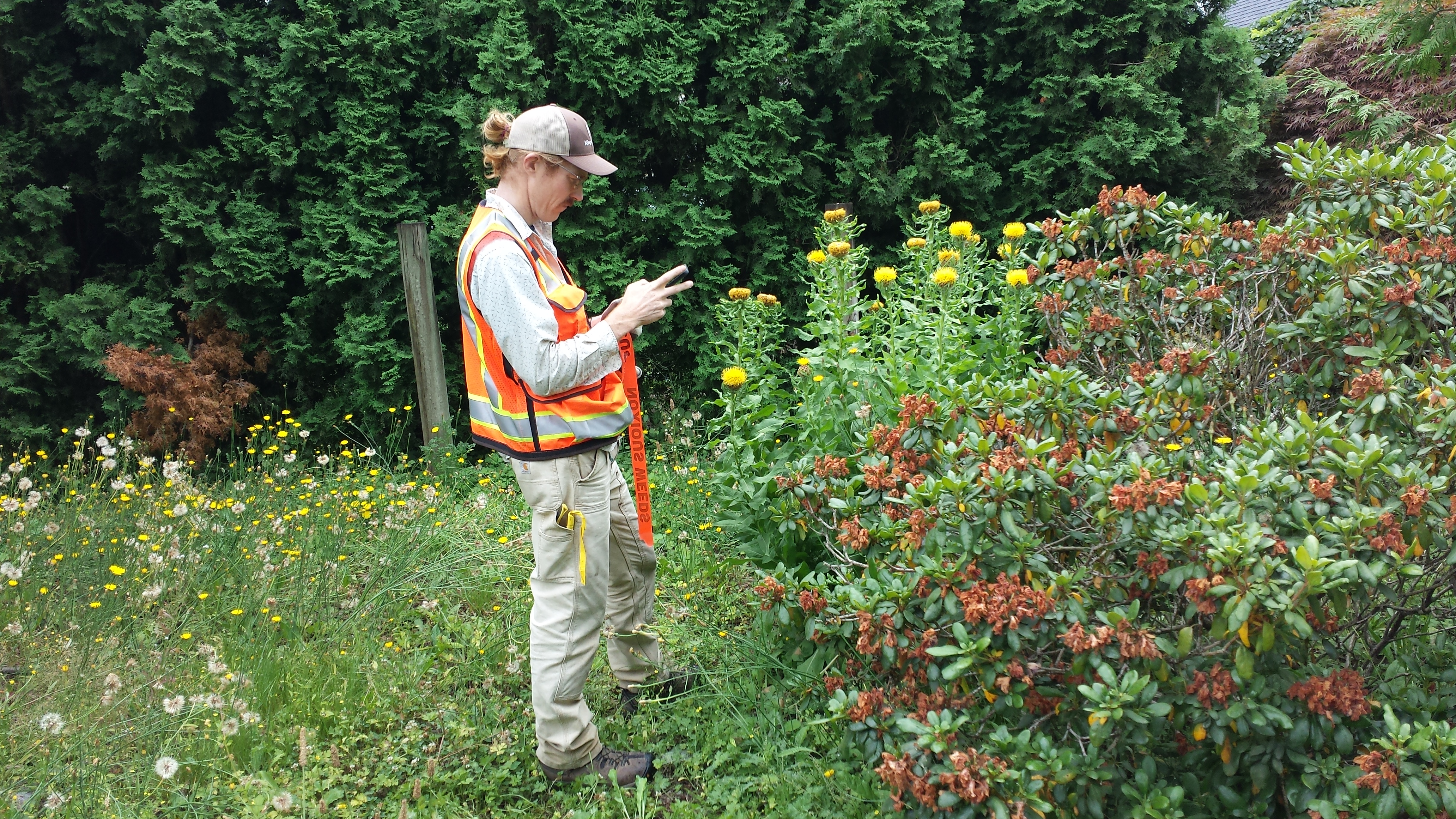 Weed specialist Dan Sorensen surveying a bighead knapweed site.