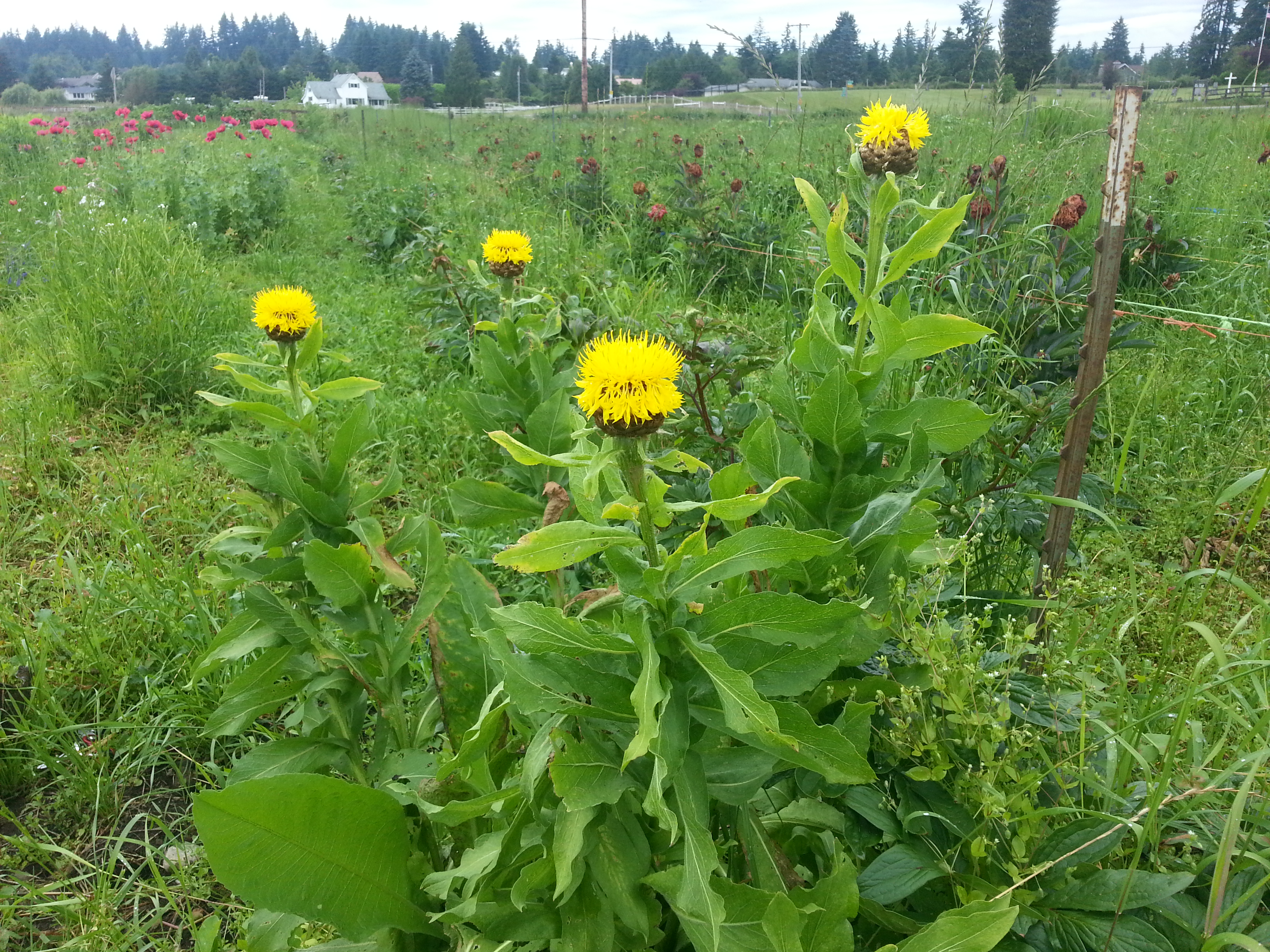 Flowering bighead knapweed in field.