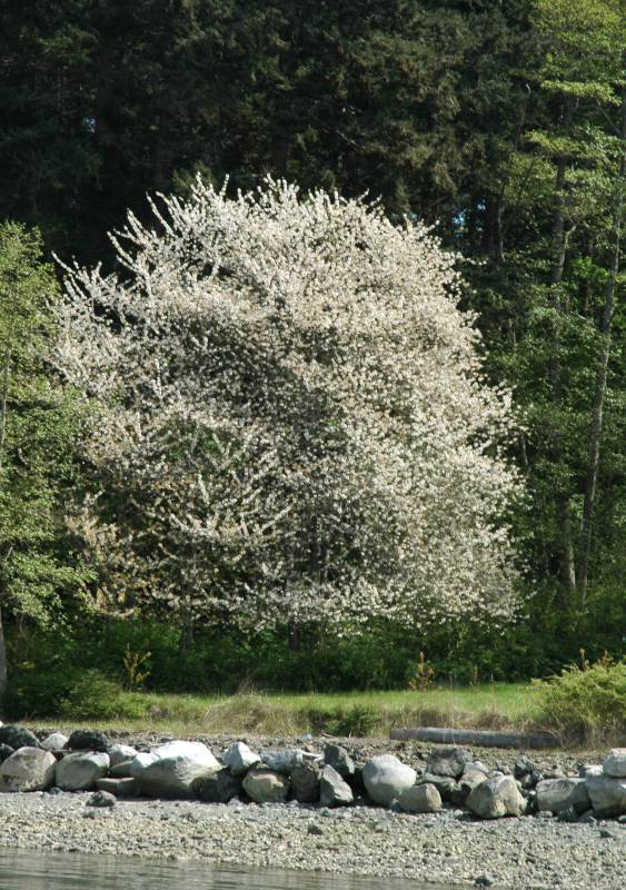 Bird cherry in bloom. Photo by Ben Legler, 2011.