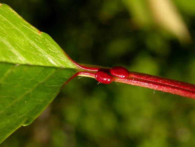 Bird cherry petiole and glands. Photo by Ben Legler, 2004.