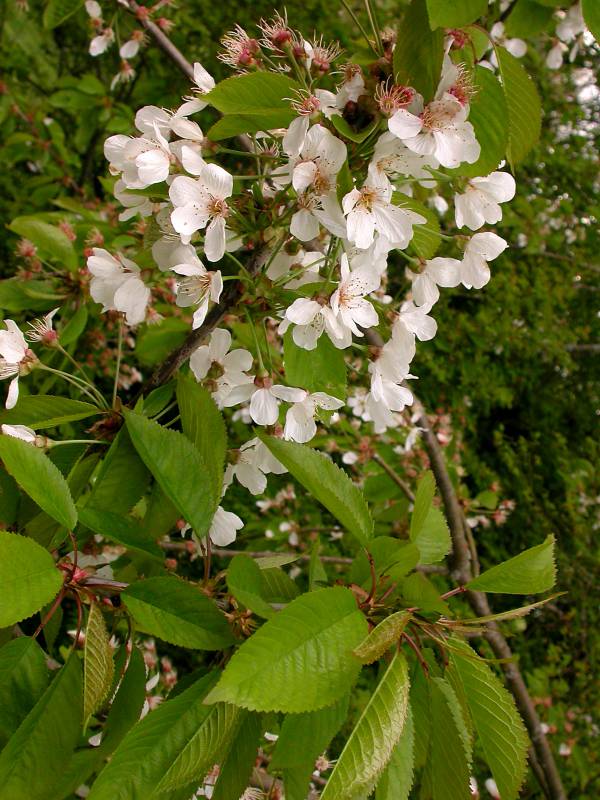 Bird cherry flowers and leaves. Photo by Ben Legler, 2004.