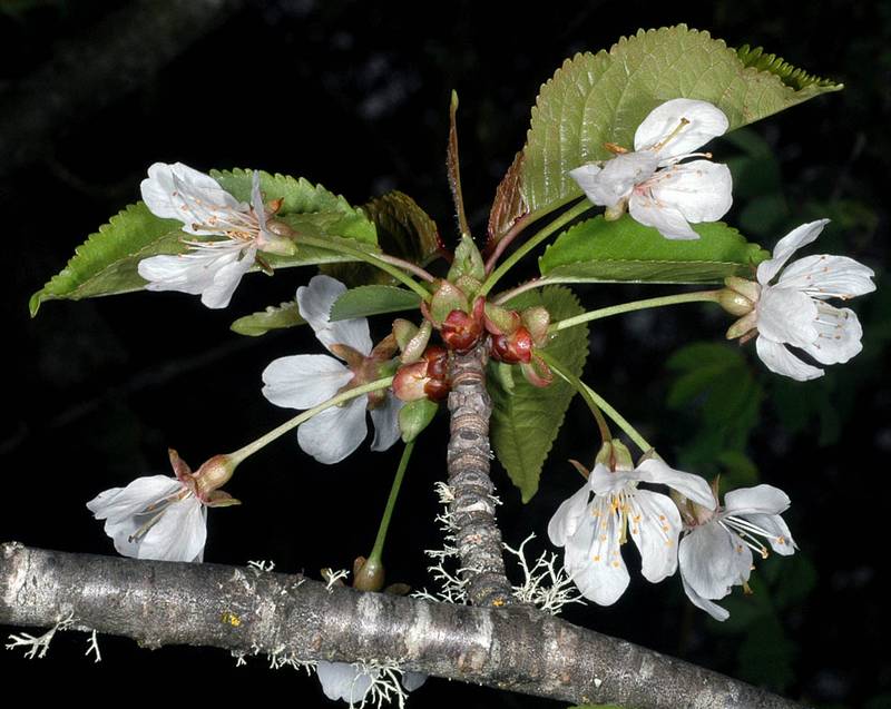 Bird cherry branch. Photo by G. D. Carr, 2008.