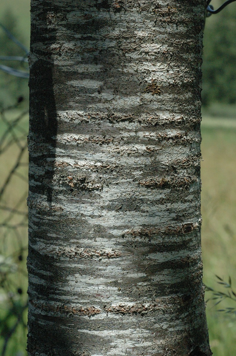 Lichen often grows in this striped pattern on bird cherry bark. Photo by Marijke Verhagen via Saxifraga.