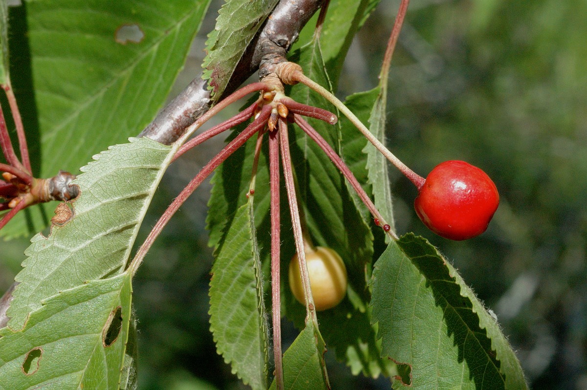 Bird cherry leaves and cherries. Note the red glands on the petiole. Photo by Marijke Verhagen via Saxifraga.