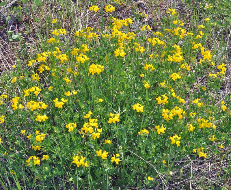 A mat of birdsfoot trefoil. Photo by Robert L. Carr, 2009.