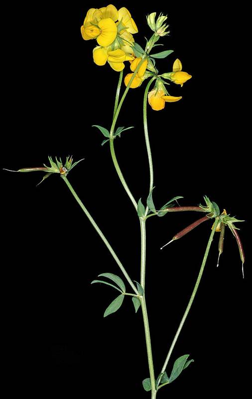 Birdsfoot trefoil image including flowers, leaves, and seed pods. Photo by G. D. Carr, 2006.