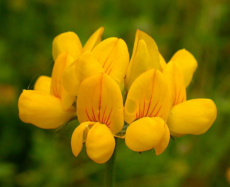 Birdsfoot trefoil flowers with red streaks. Photo by Ben Legler, 2004.