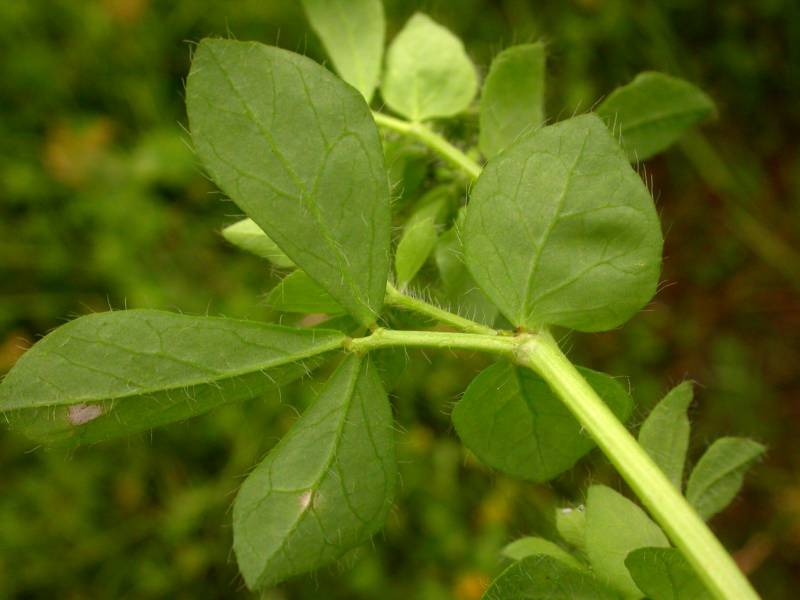 Birdsfoot trefoil leaves and stem. Photo by Ben Legler, 2004.