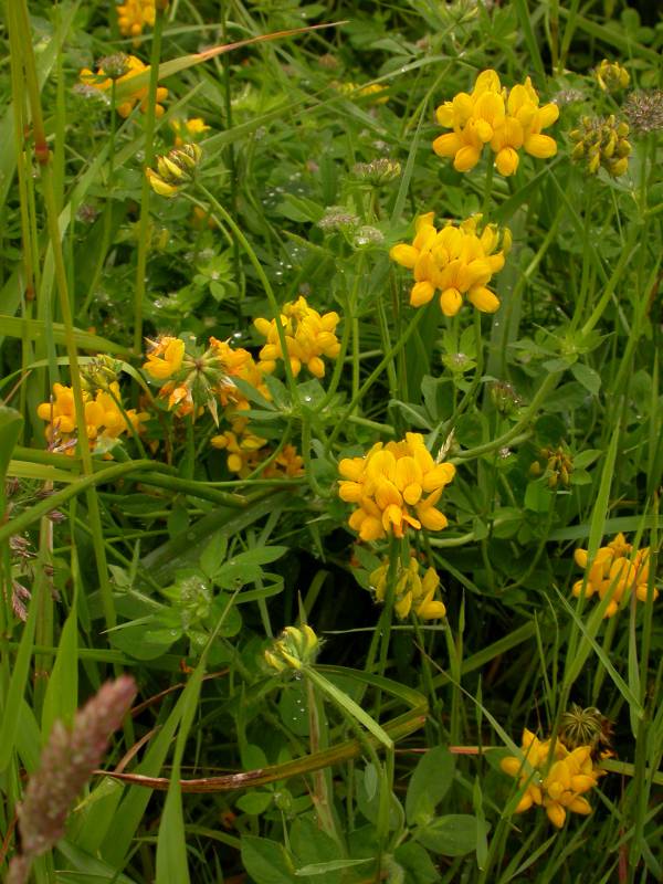 Birdsfoot trefoil with leaves, stems, and flowers visible. Photo by Ben Legler, 2004.