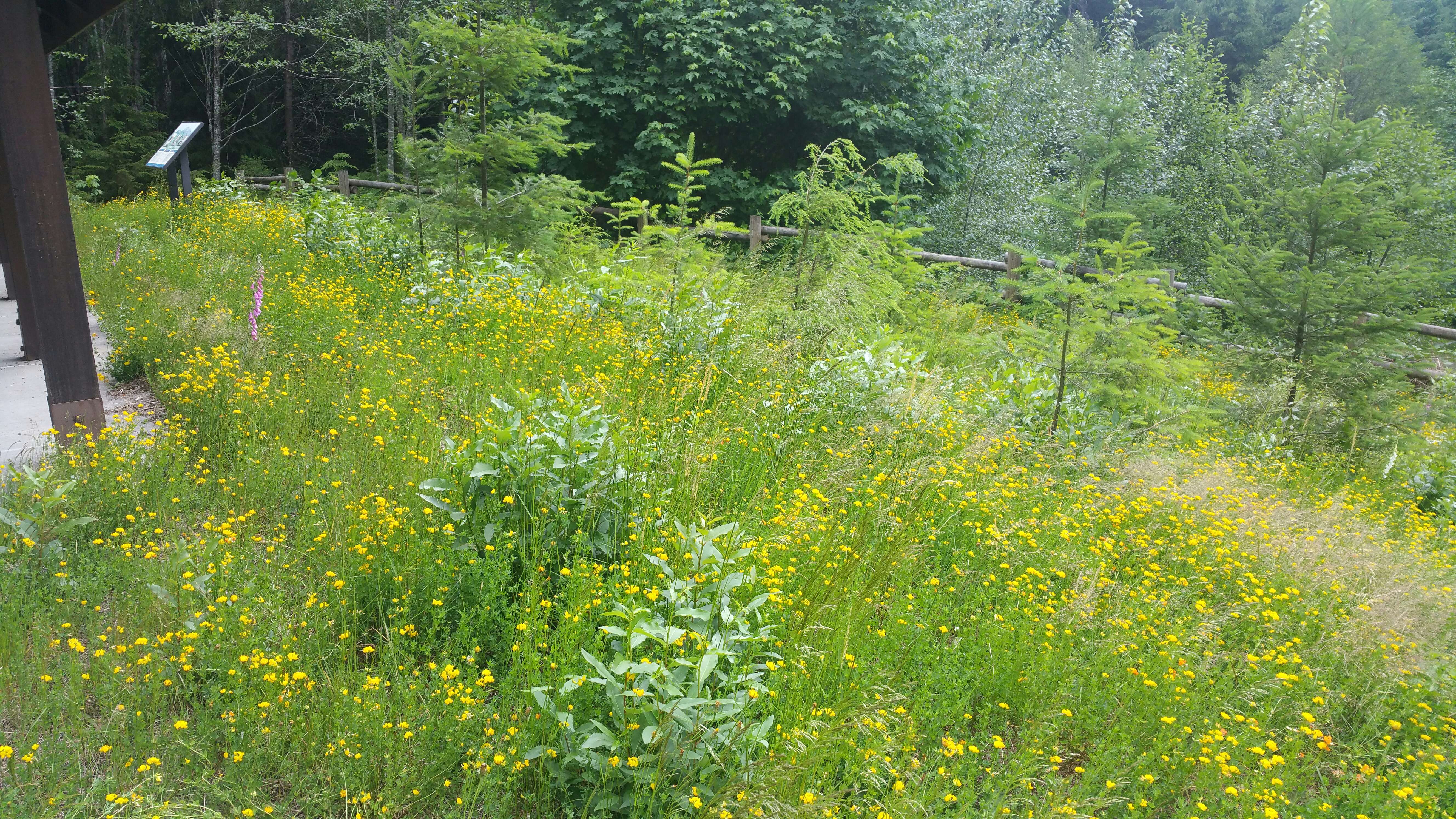 Dense patch of birdsfoot trefoil growing in the understory of a planting site.