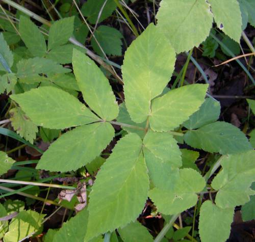 Leaf has both an upper set of 3 leaflets on short petioles (leaf stalks), and a lower one with 4 leaflets and long petioles.