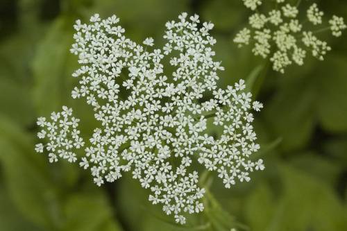 Detail of Bishop’s Weed Flowers in clustered umbrella shape. The umbrella is made up of tiny small white flowers with five petals.