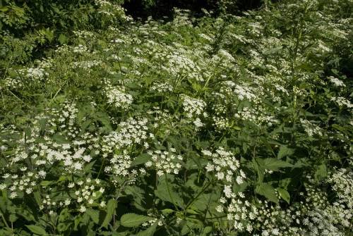 clusters of white flowers on a background of green leaves.