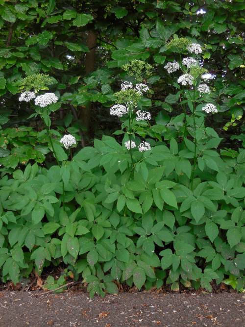 Bishop’s weed growing along a path with three individual stems and blossoming white flowers. Background has a shiny broadleaf evergreen plant in contrast to the lighter green leaves of the Bishop’s weed.