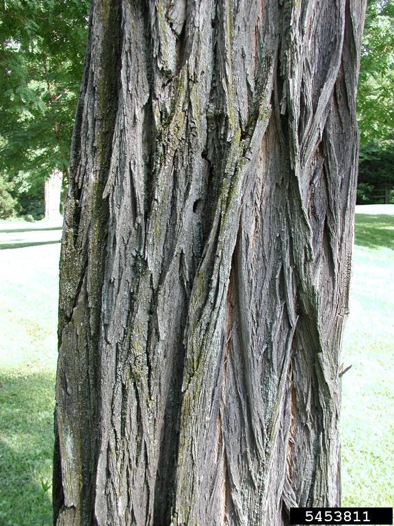 Furrowed or rope like bark on black locust tree.