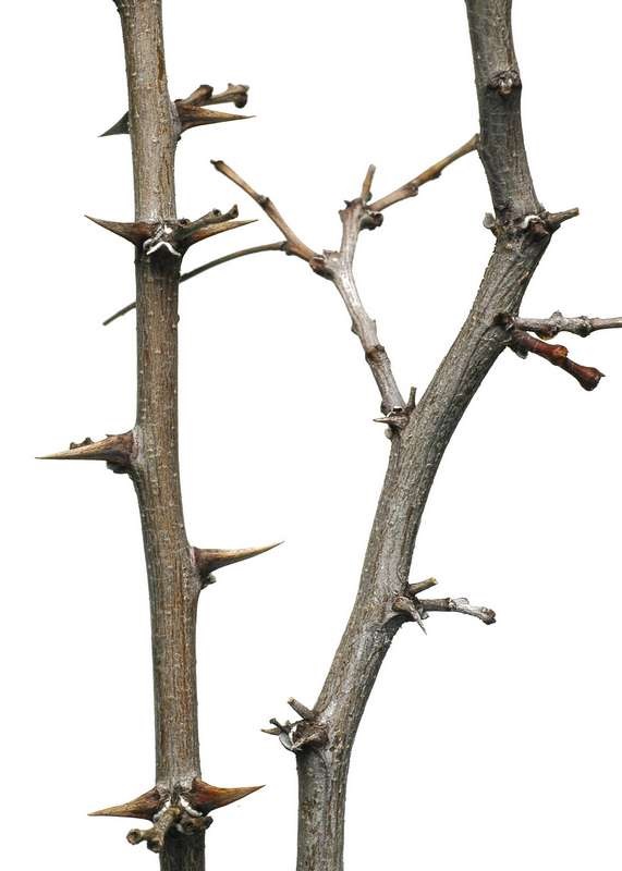 Two sticks against a white background. There are thick thorns on one. the bark is a light grey with light specks.