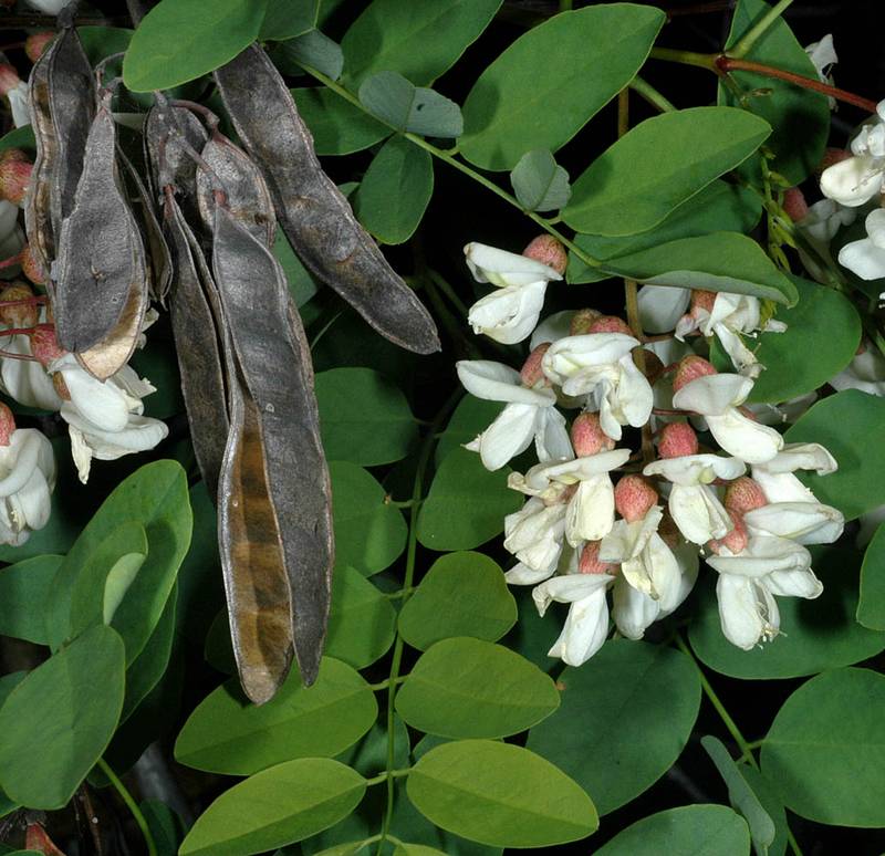 Flowers, seed pods, and leaflets of black locust tree. Photo by G.D. Carr 2008.