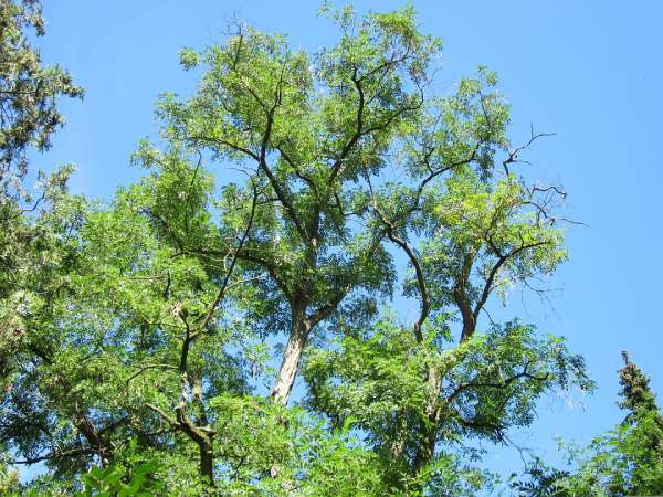 A tree against a bright blue sky. The leaves are a vibrant light green and the trunk and stems of the tree are visible through the foliage.