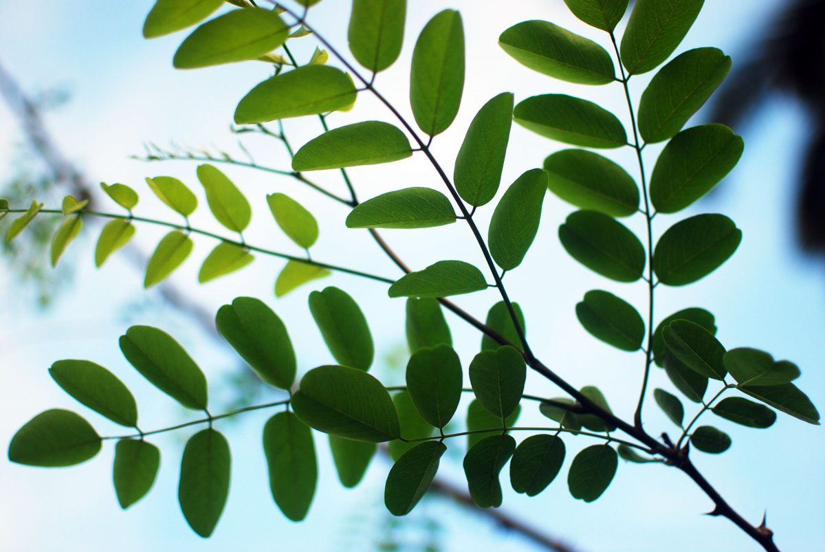 Leaflets of black locust tree against the sky. The compound leaves have 6 or more pairs of rounded leaflets with a clear midvein.