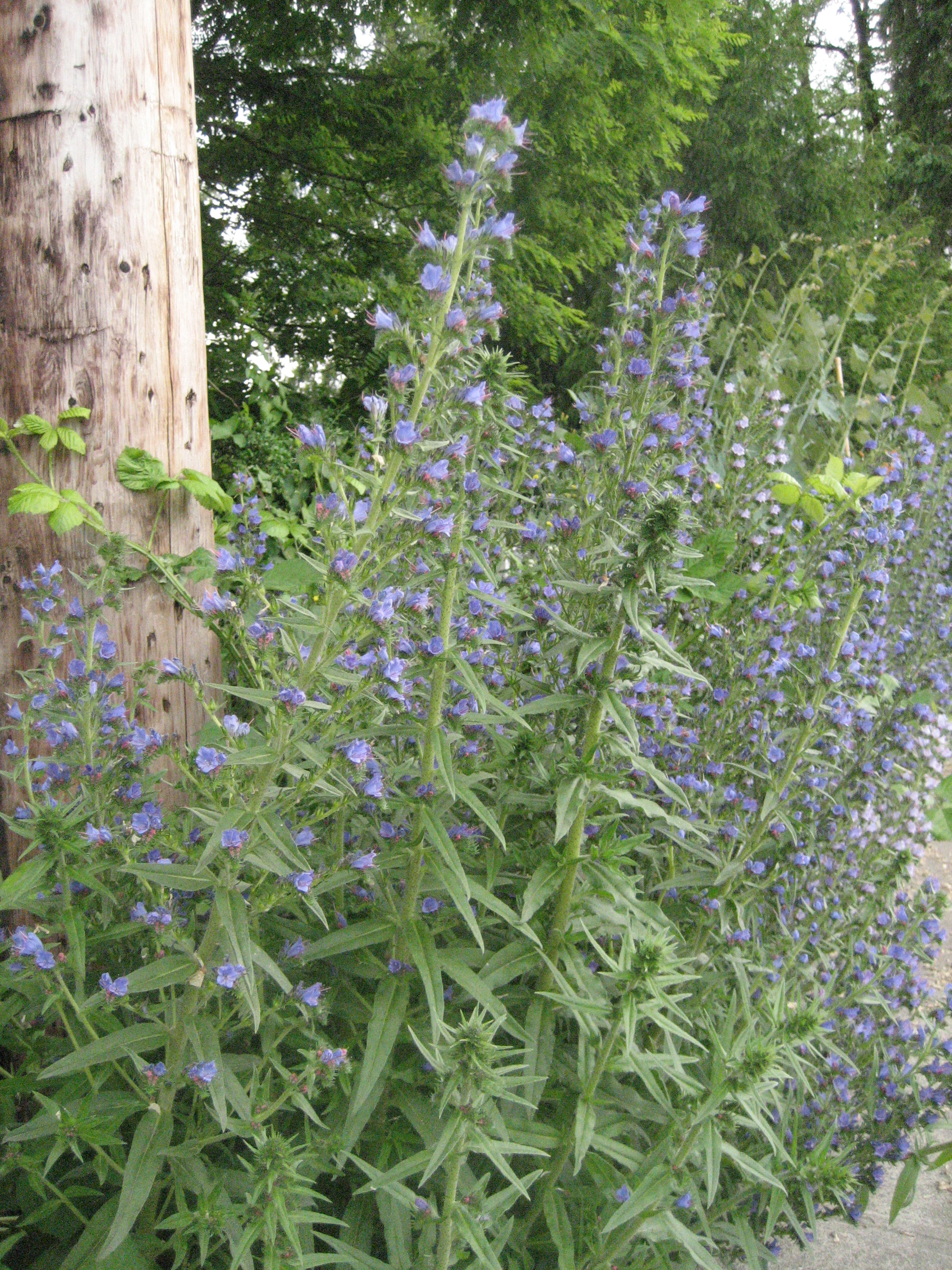 A blueweed patch.