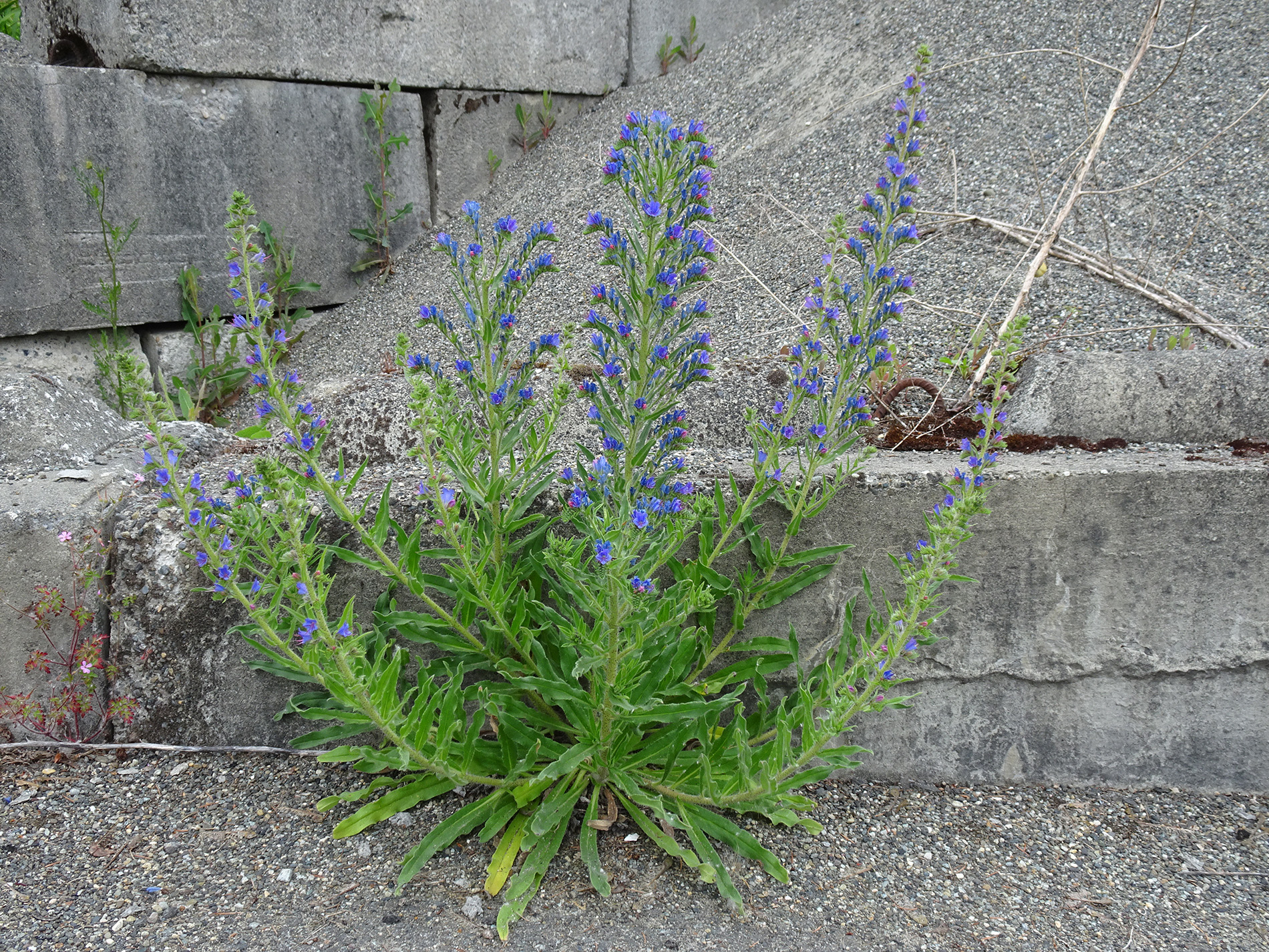 General plant appearance of blueweed.