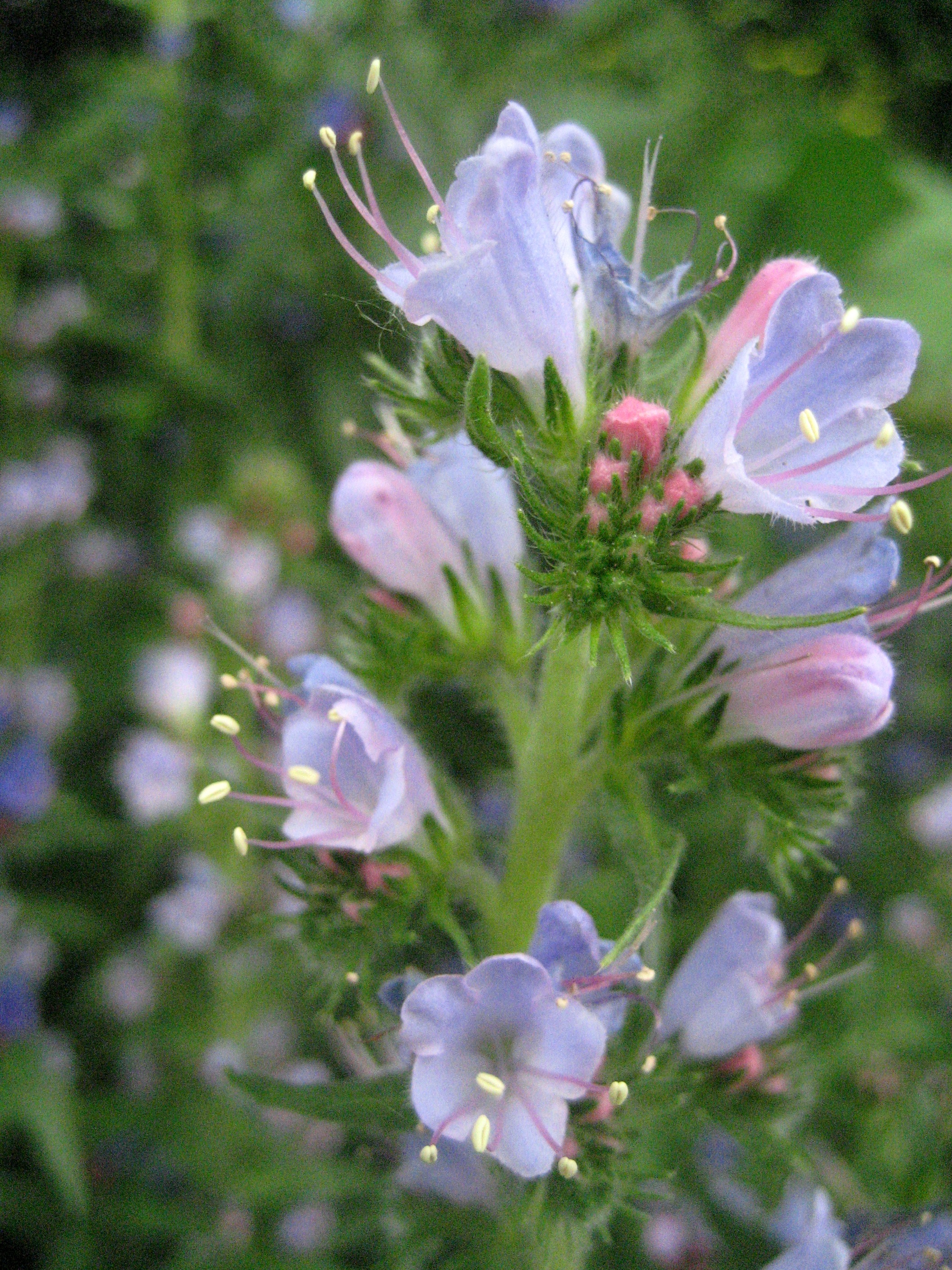 Rows of buds and flowers on blueweed.