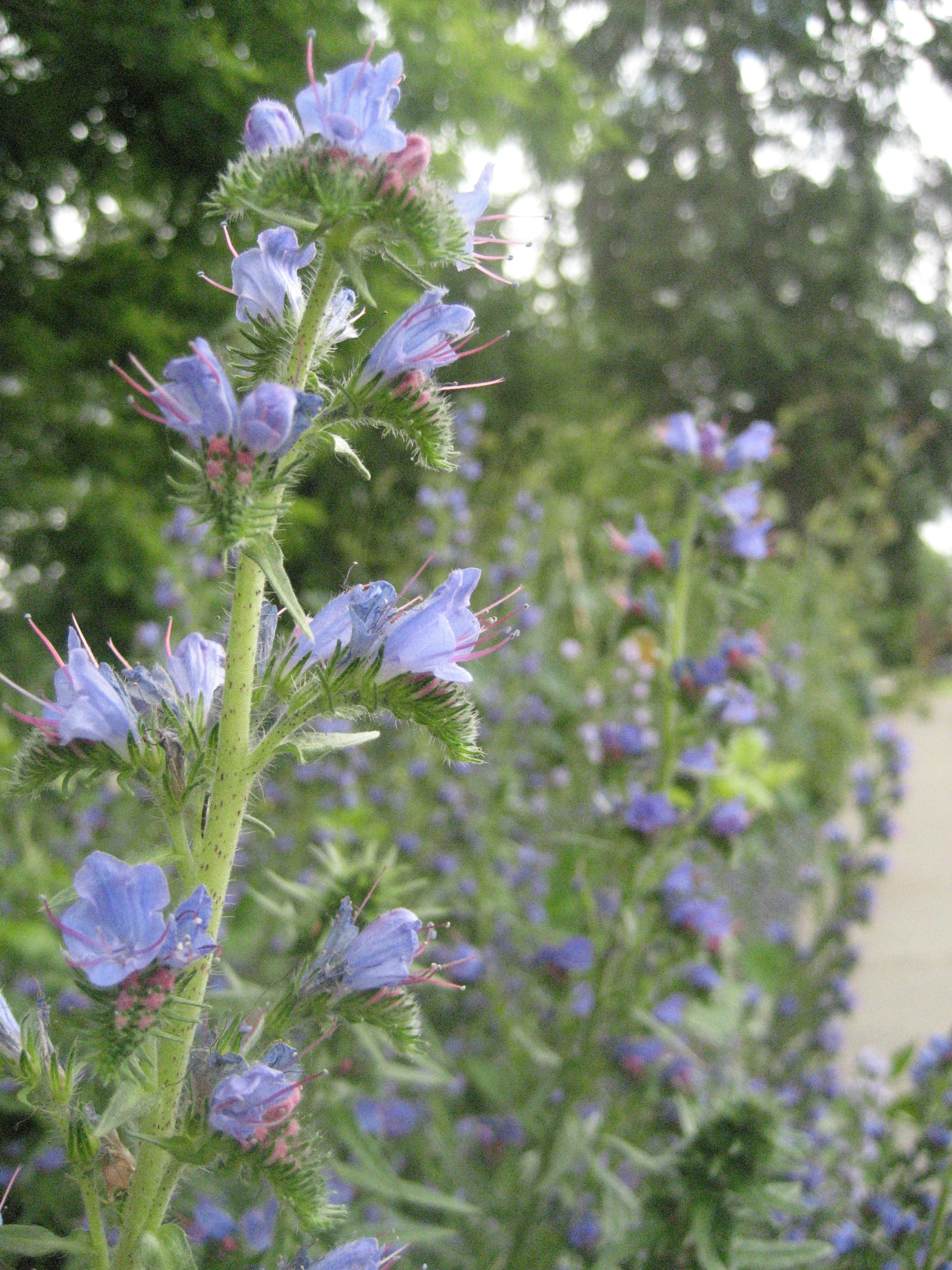 Blueweed flowers and hairy stalks.
