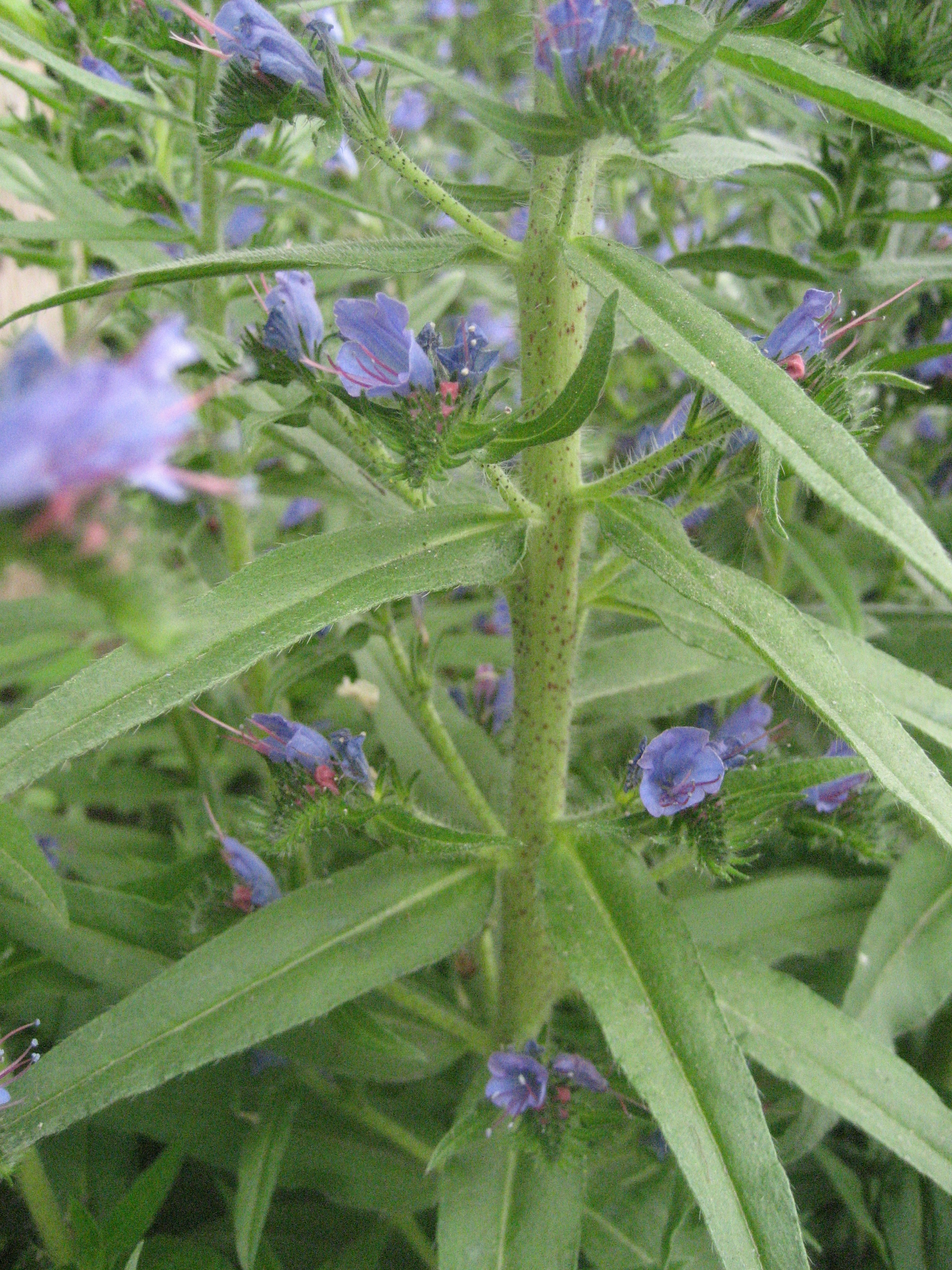 A closer look at blueweed's leaves, buds, flowers, and irritating hairs.