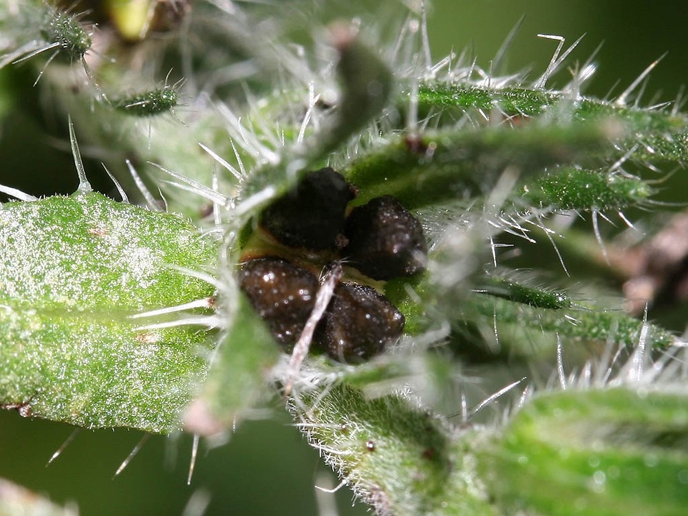 Close up of the nutlet fruits of the blueweed. Photo by Paul Busselen, 2023.